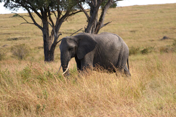 Vida salvaje en Masai Mara