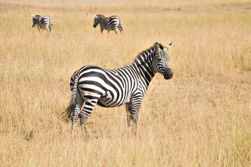 Fototapeta na wymiar Vida salvaje en Masai Mara