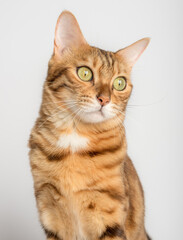 Close-up portrait of a cat on a white background.