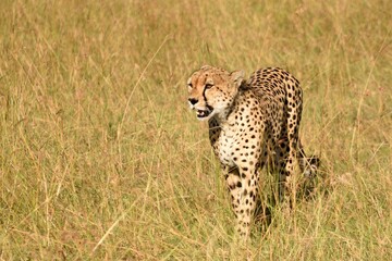 Vida salvaje en Masai Mara