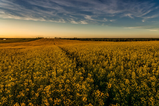 Agricultural flowering rapeseed field at sunset. © Eugene_Photo