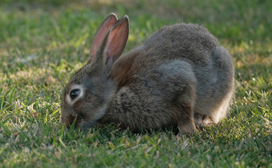 Rabbits, also known as bunnies or bunny rabbits, are small mammals in the family Leporidae of the order Lagomorpha. 