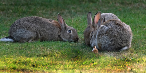 Rabbits, also known as bunnies or bunny rabbits, are small mammals in the family Leporidae of the order Lagomorpha.  © Paul