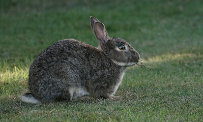 Rabbits, also known as bunnies or bunny rabbits, are small mammals in the family Leporidae of the order Lagomorpha. 