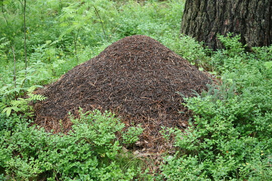 Ameisenhaufen im Wald - Formica 3