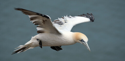 Fototapeta na wymiar Gannets are seabirds comprising the genus Morus, in the family Sulidae, closely related to boobies. 