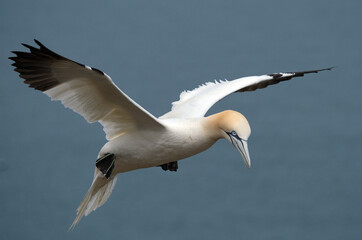Gannets are seabirds comprising the genus Morus, in the family Sulidae, closely related to boobies....