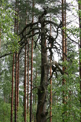 Krüppelkiefer im Wald - Pinus