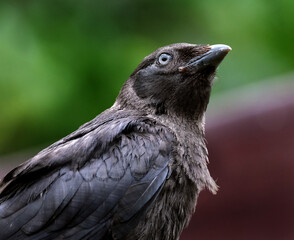 The western jackdaw, also known as the Eurasian jackdaw, the European jackdaw, or simply the jackdaw, is a passerine bird in the crow family