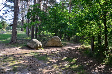 Historical Hill Graves in the Heath Lüneburger Heide near the Village Borg, Lower Saxony