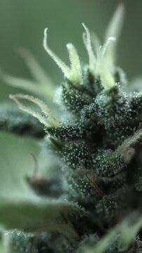 Vertical footage of the marijuana plant leaves with terpenes