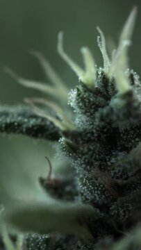 Vertical footage of the marijuana plant leaves with terpenes