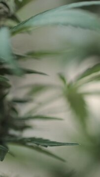 Vertical close-up footage of the marijuana plant leaves