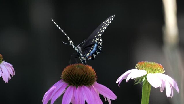 4K closeup footage of a spicebush swallowtail butterfly perched on a colorful flower in daylight