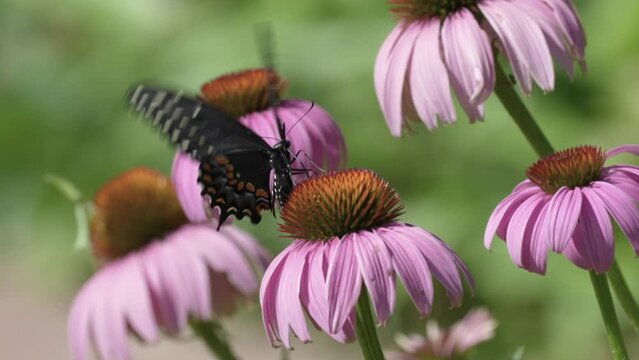 4K closeup footage of a spicebush swallowtail butterfly perched on a colorful flower in daylight