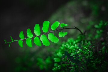 Young tree with green moss with on the floor wallpaper background. copy space for your individual text.