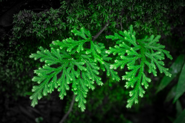 Beautiful green spike moss with on the floor wallpaper background. copy space for your individual text.