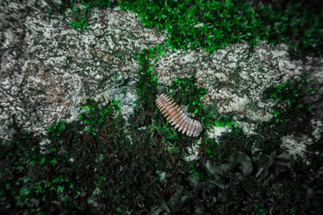 Beautiful green moss with insect on the floor wallpaper background. copy space for your individual text.