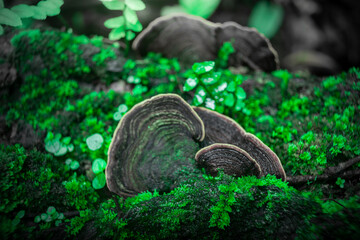 Old mushroom on moss with on the floor wallpaper background. copy space for your individual text.