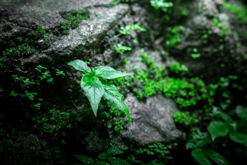 Young tree on moss with on the floor wallpaper background. copy space for your individual text.