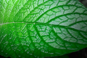Green leaf close up with on the floor wallpaper background. copy space for your individual text.