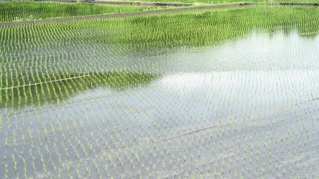 beautiful rice field in Japan