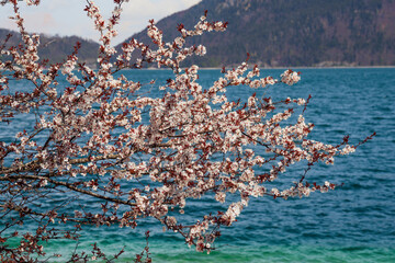 Frühling am See