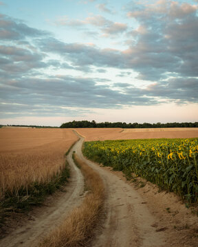 Sunflower Field In The Hungarian Countryside At Dusk