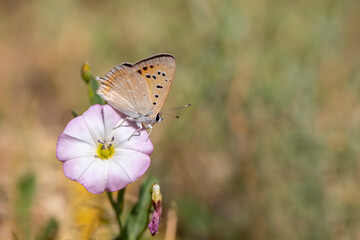 tiny butterfly with red wingtip on flower, Golden copper, Lycaena thetis