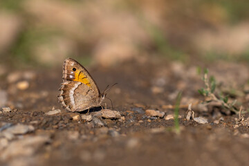 Fototapeta na wymiar large butterfly picking up minerals from the ground, Anatolian Satyr, Satyrus favonius