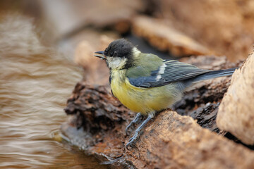 Mallerenga carbonera