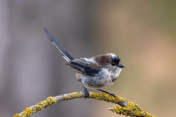 Mallernga cuallarga