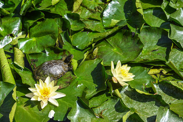 Fleur etang nénuphar tortue