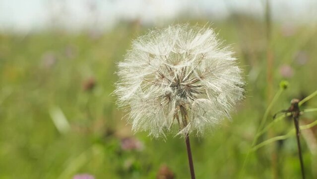 Close up goatsbeard, salsify seeds fuzz in the field
