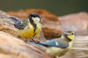 Mallerenga carbonera