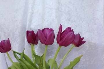 Tulpen Pink