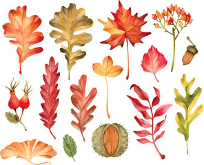 Colorful watercolor leaves, chestnut, berry, acorn and rose hips isolated elements set  © Uli Prozorova