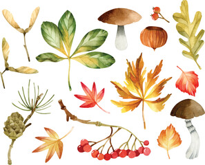 Fototapeta Watercolor fall leaves, maple seeds, mushrooms, berries and cone isolated clipart obraz