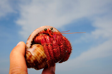 Großer Roter Einsiedlerkrebs // Red hermit crab (Dardanus calidus) - Pylos, Peloponnese, Greece