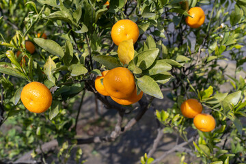 桜島のみかんの木　クローズアップ