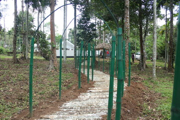 Fototapeta premium vineyard in spring