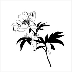 Tree peony.Pattern.Image on white and colored background.