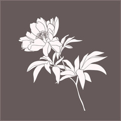 Tree peony.Pattern.Image on white and colored background.