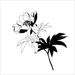 Tree peony.Pattern.Image on white and colored background.