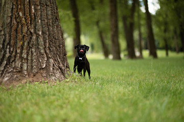 Playful black cute pet pug-dog of breed 'Petit Brabancon Brussels Griffon' stays near the tree in the green park. Puppy pet concept. Summertime. Horizontal plane. Copy space. - Powered by Adobe