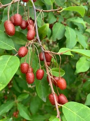 elaeagnus multiflora, cherries on a tree