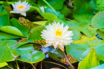 water lilies with white flowers in a pond 