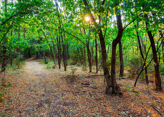 Sun shining through the branches of beech tree in deep green forest