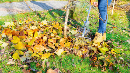Working with a fan rake in an orchard. The gardener cleans the lawn from leaves with a metal fan rake. Seasonal work in the garden on a sunny day. Caring for the orchard and the lawn in the autumn.
