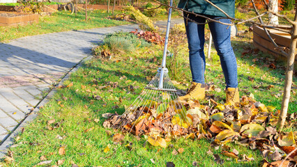 A woman in jeans rakes the lawn from fallen leaves in autumn. Working with a fan rake in an orchard. Using a fan rake to remove leaves from the lawn. Seasonal work in the garden on a sunny day.